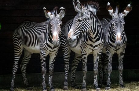 As zebras passeiam na Copa