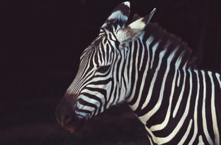 Zebra no Paulistão